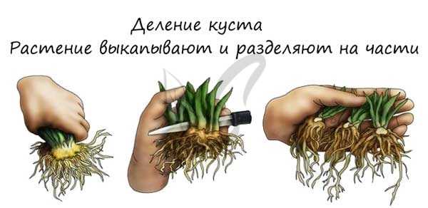 Вегетативное размножение растений