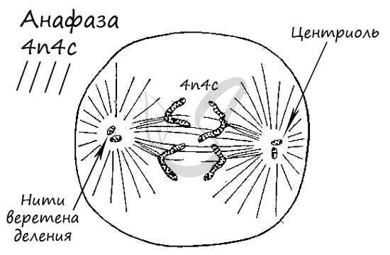 Анафаза митоза