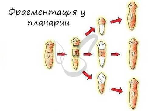 Фрагментация у планарии