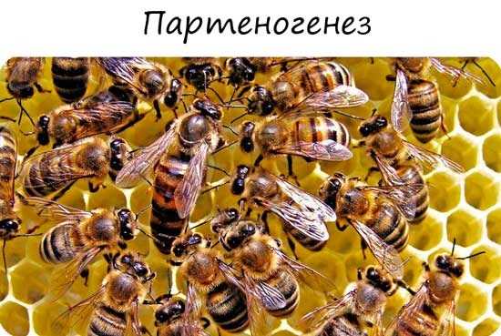 Партеногенез