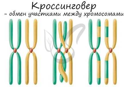 Кроссинговер