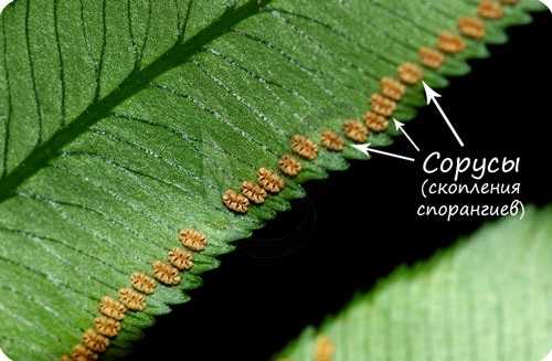 Сорусы папортника