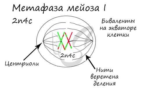 Метафаза мейоза I