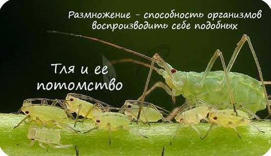 Размножение