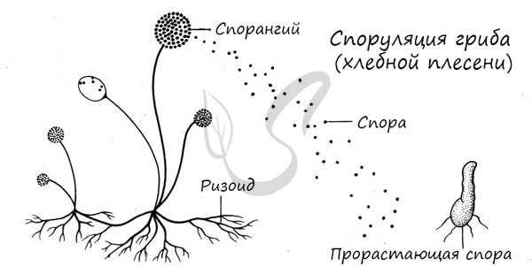 Споры гриба