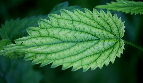 Крапива: польза и вред для здоровья