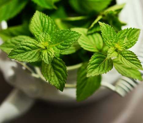 Чай с мятой. Фото: Pixabay