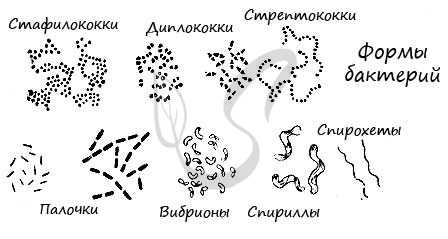 Формы бактерий