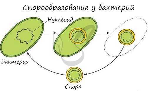 Спора бактерии
