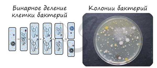 Колонии бактерий, бинарное деление бактерий
