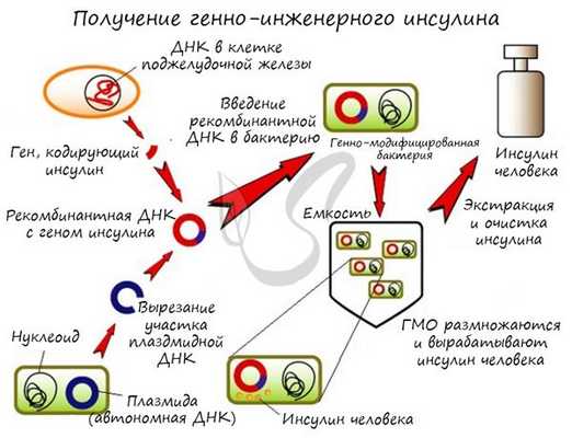 Получение инсулина с помощью бактерий