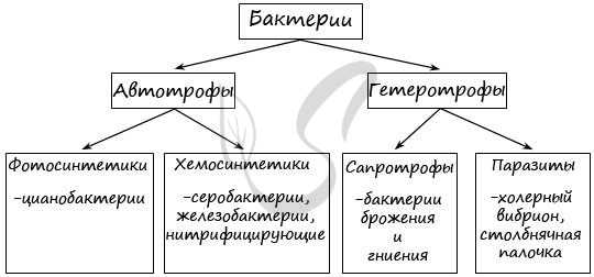 Бактерии автотрофы и гетеротрофы