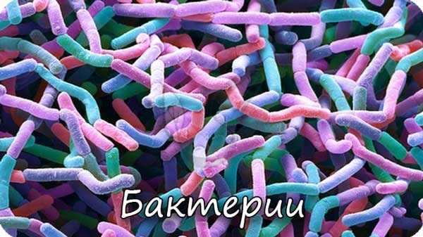 Бактерии