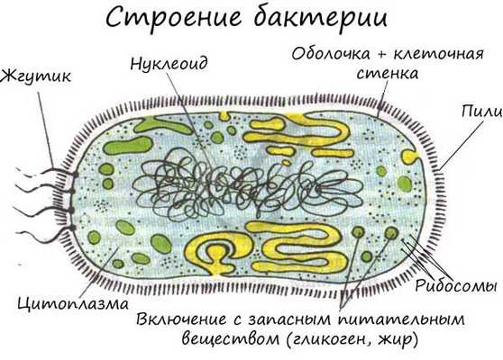 Строение бактерии