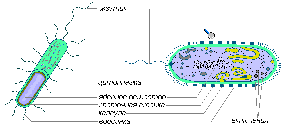 Строение бактериальной клетки