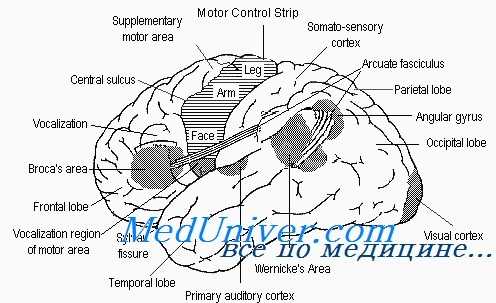 виды дизартрии