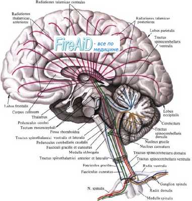 мозжечок в разрезе