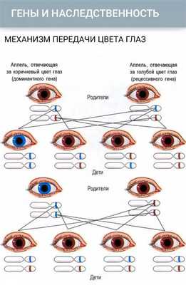 Самый популярный пример — цвет глаз. Карий цвет — доминантный признак, а за серые, голубые и зеленые глаза отвечает рецессивный ген. Но и у кареглазых родителей (как на рисунке) может родиться голубоглазый ребенок, хотя вероятность этого небольшая. Это произойдет в случае, если ребенок получил два рецессивных гена.