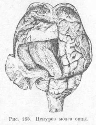 Ценуроз мозга жвачных ценцроз мозга овцы