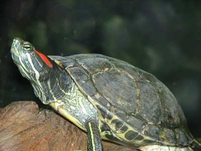 Черепахи размером до панцыря до 4 дюймов запрещены к продаже в США из-за опасности сальмонеллеза