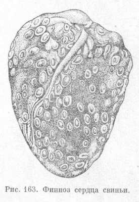 финноз сердца свиньи Цистицеркоз (финноз) свиней и крупного рогатого скота