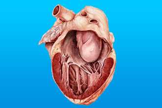 Факторы, которые провоцируют возникновение КМП