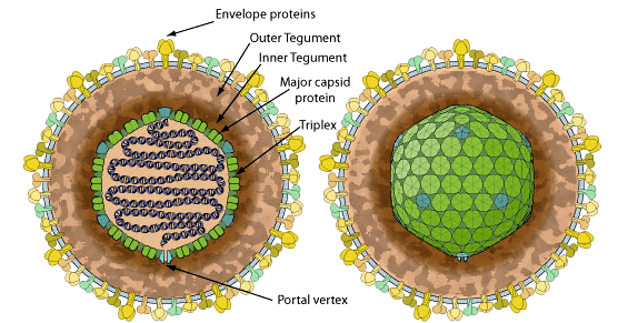 Структура вириона вируса Эпштейна-Барр