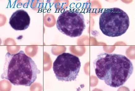 дифференцировка лимфоцитов