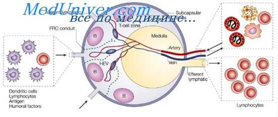 синтез антител