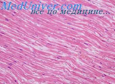 сердце при пороках