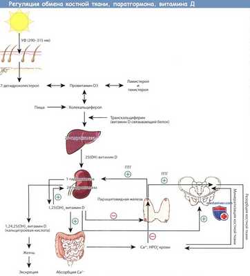 Регуляция обмена костной ткани, паратгормона, витамина Д