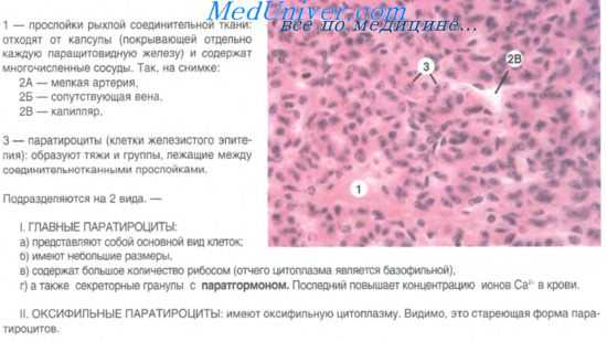 околощитовидные железы