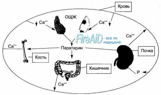 Околощитовидные железы. Паратирин. Паратгормон. Кальцитриол.
