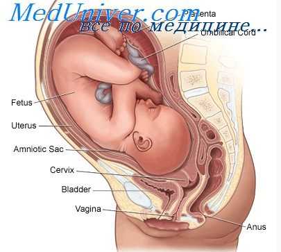 анатомия черепа эмбриона
