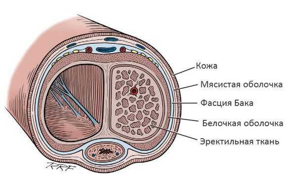 Строение полового члена