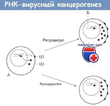 РНК-вирусный канцерогенез