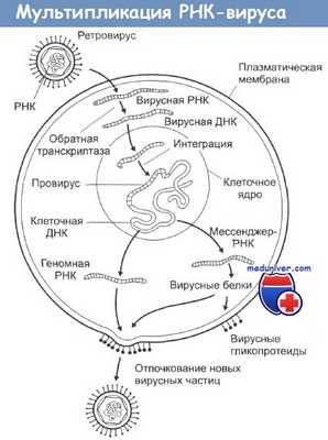 Мультипликация РНК-вируса