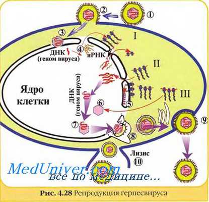 Onс плюс вирусы. Вирусы содержащие онкоген. Свойства вирусов с онкогеном