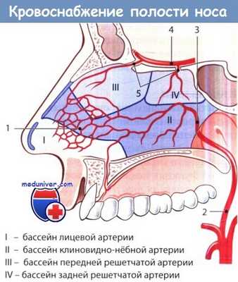 Кровоснабжение полости носа