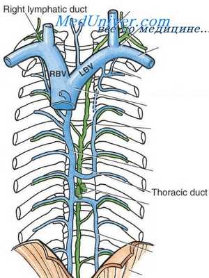 травма вен грудной полости