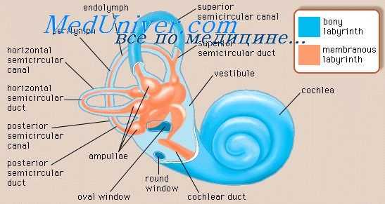 лабиринтит