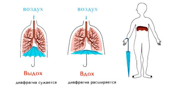 Опора дыхания при пении