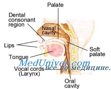 причины нарушения голоса