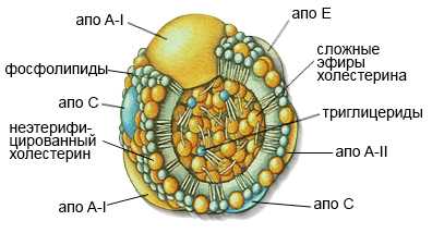 Липопротеин высокой плотности (ЛПВП или ЛВП; high-density lipoprotein, HDL)