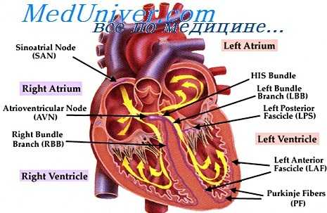 сердечный выброс
