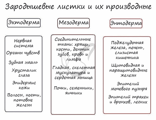 Зародышевые листки и их производные