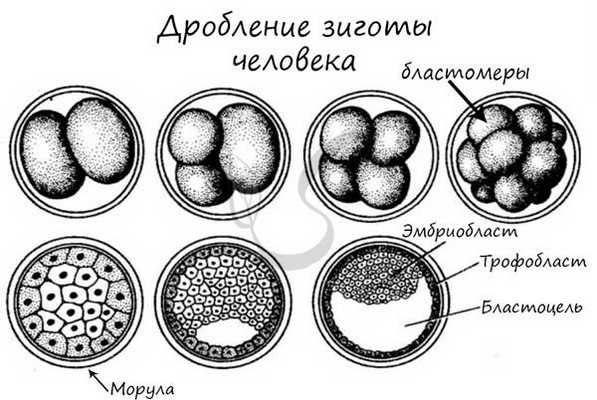 Дробление зиготы