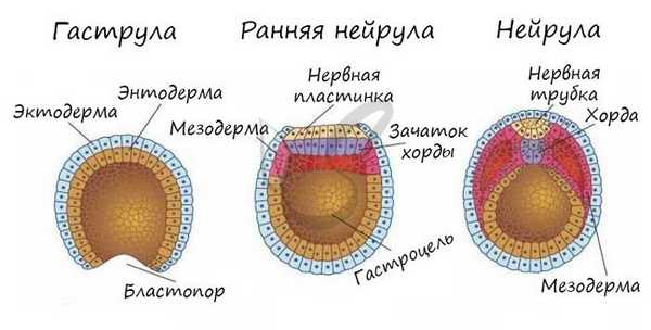 Нейрула