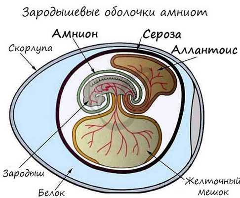 Амниоты