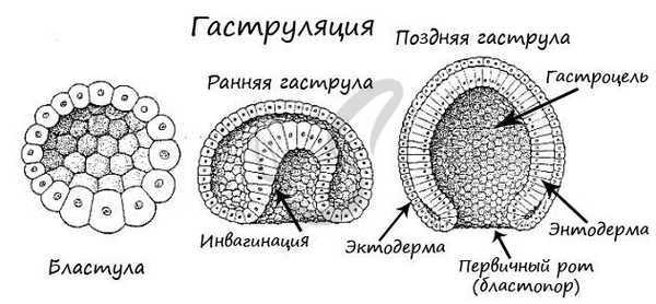 Гаструла